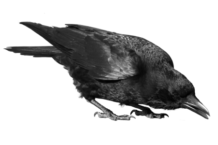 Black Crow Image PNG