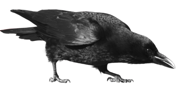 Black Crow Image PNG