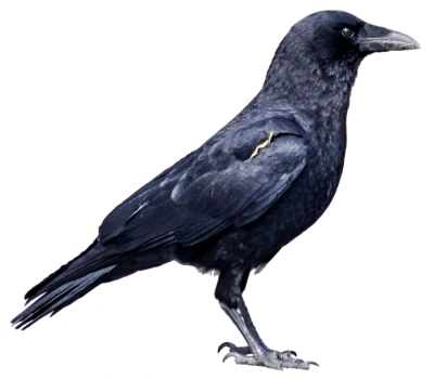 Black Crow Image PNG