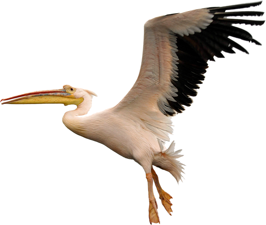 CUM Transparent PNG