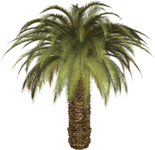 Date Palm Tree Transparent PNG