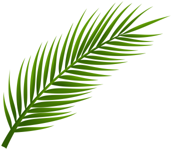 Date Palm Tree Transparent PNG