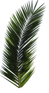 Date Palm Tree Transparent PNG