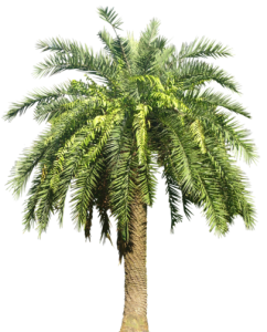 Date Palm Tree Transparent PNG