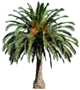 Date Palm Tree Transparent PNG