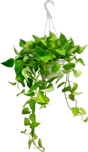 Date Palm Tree Transparent PNG