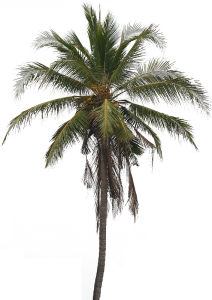 Date Palm Tree Transparent PNG
