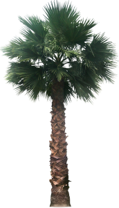Date Palm Tree Transparent PNG