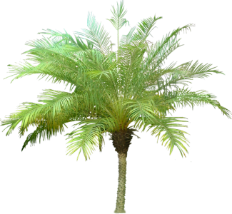 Date Palm Tree Transparent PNG