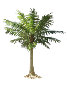 Date Palm Tree Transparent PNG