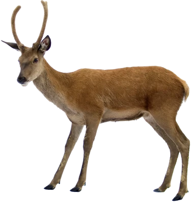 Deer Transparent PNG