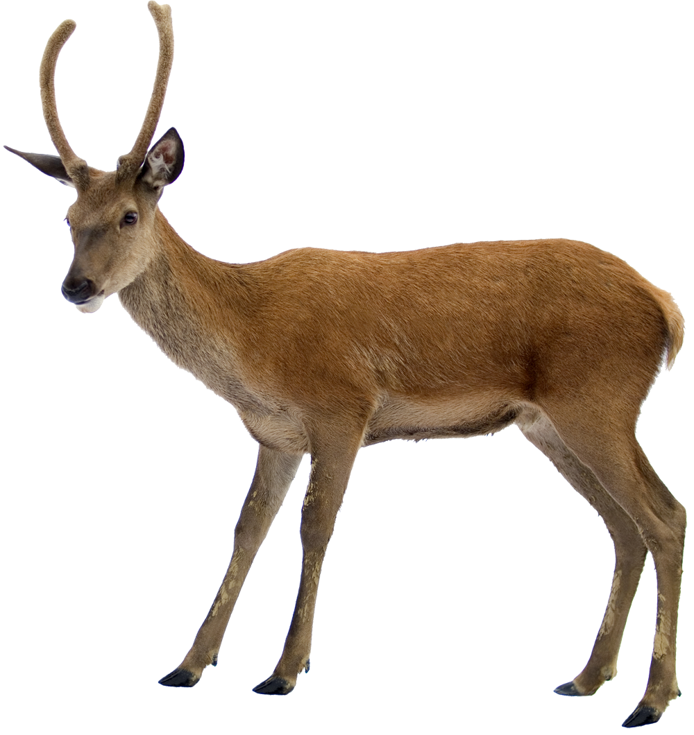 Deer Transparent PNG