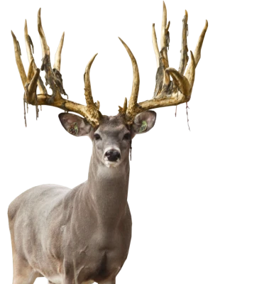 Deer Transparent PNG