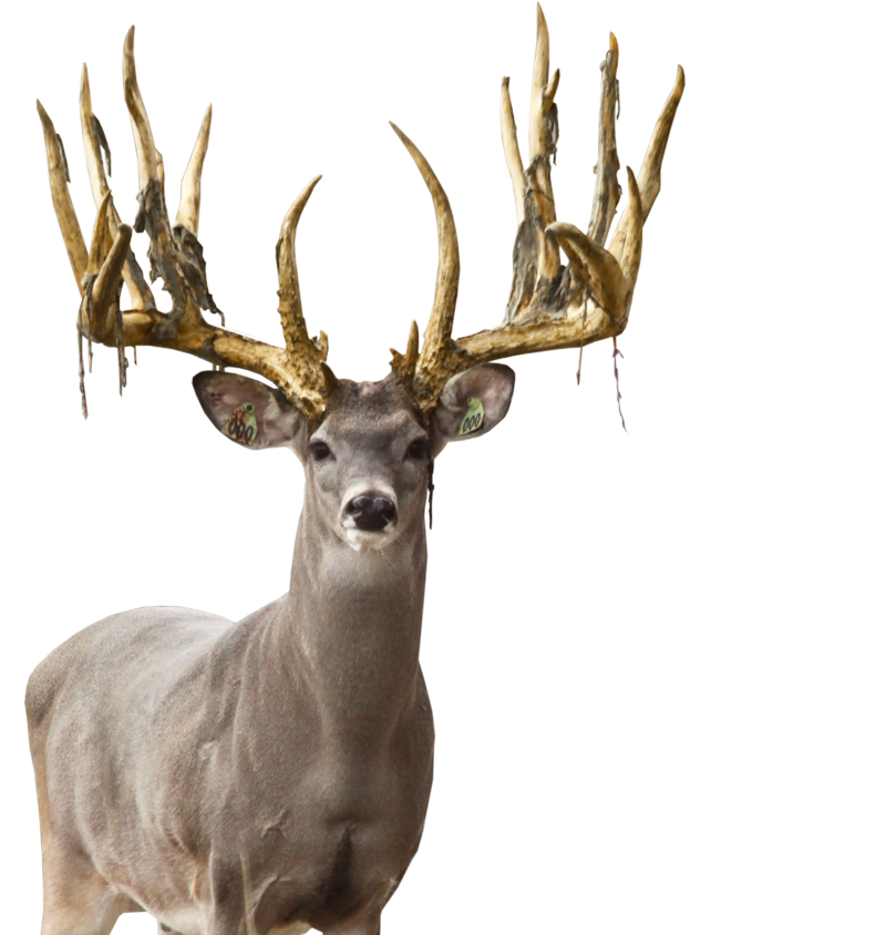 Deer Transparent PNG