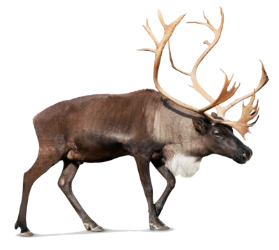 Deer Transparent PNG