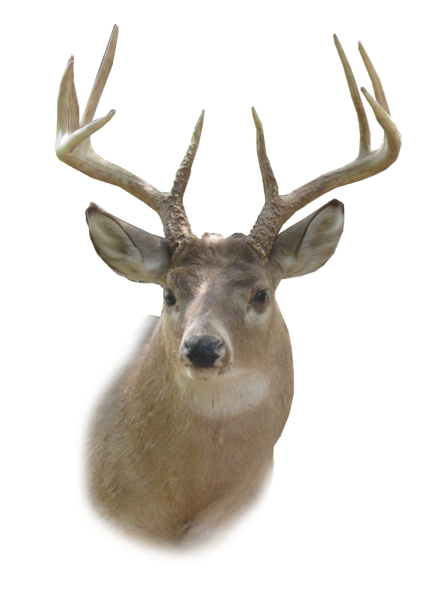 Deer Transparent PNG