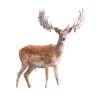 Deer Transparent PNG