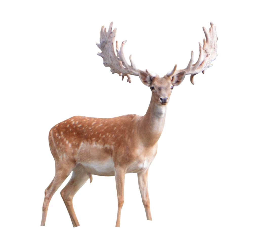 Deer Transparent PNG