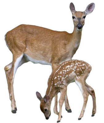 Deer Transparent PNG