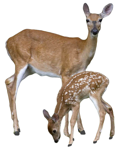 Deer Transparent PNG