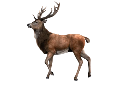 Deer Transparent PNG