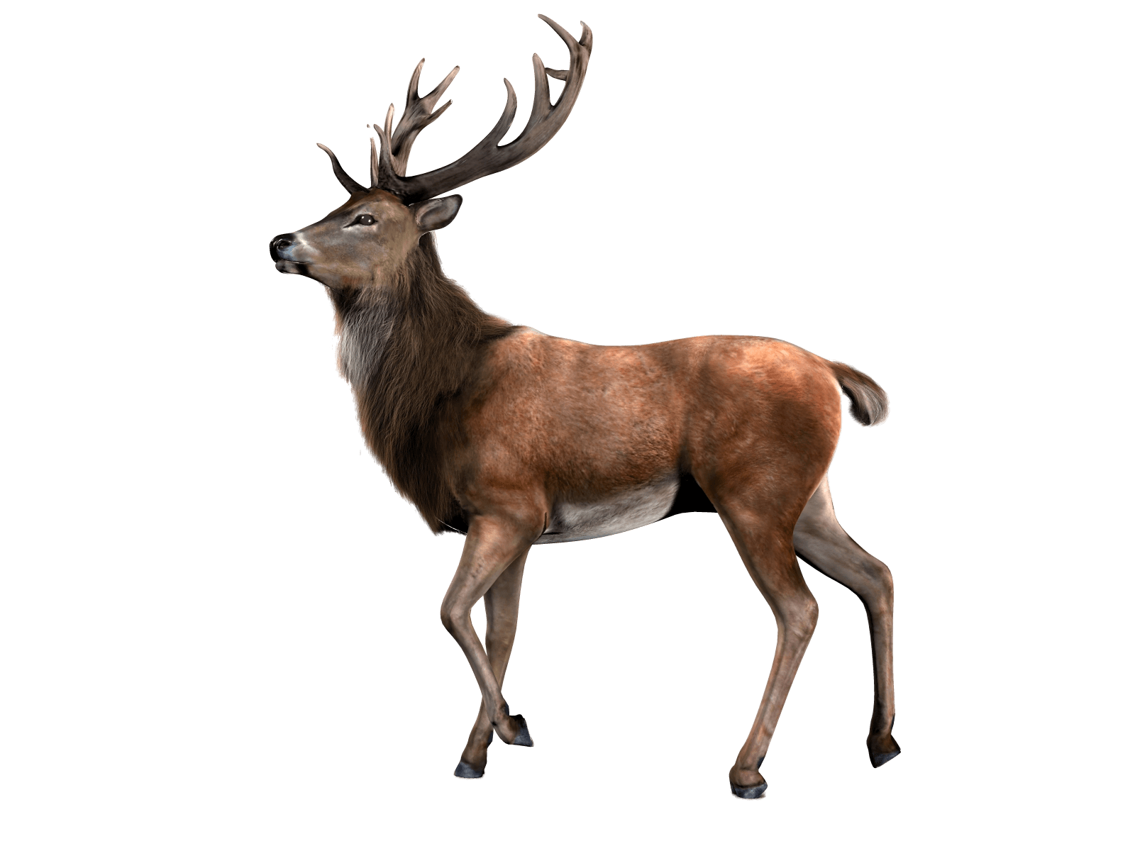 Deer Transparent PNG