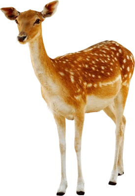 Wild Deer Image PNG