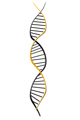 DNA Transparent PNG