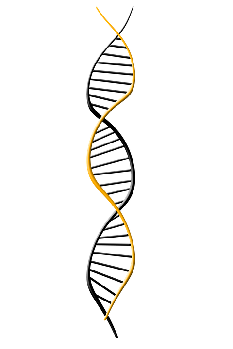 DNA Transparent PNG