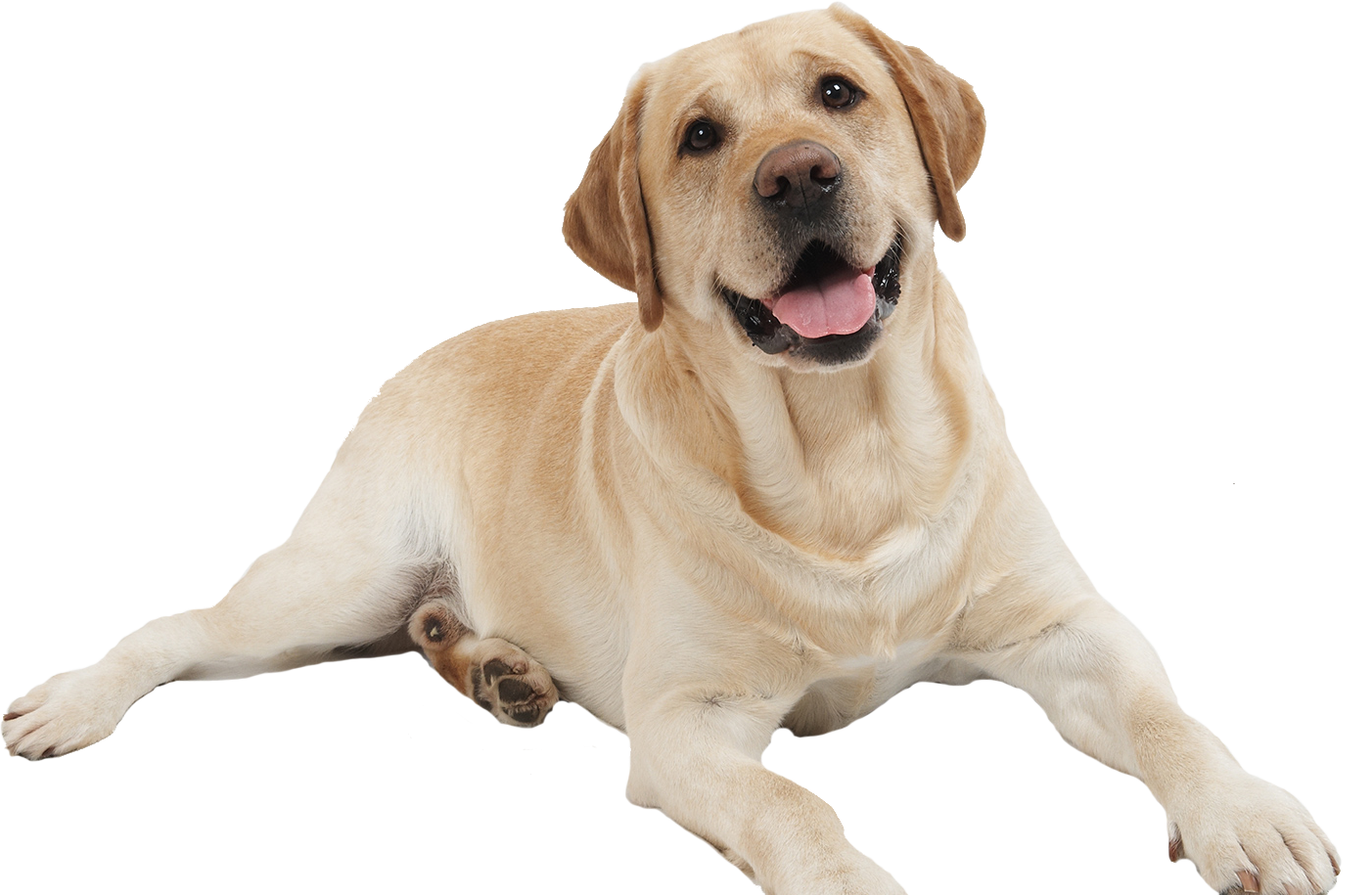 Dog Transparent PNG