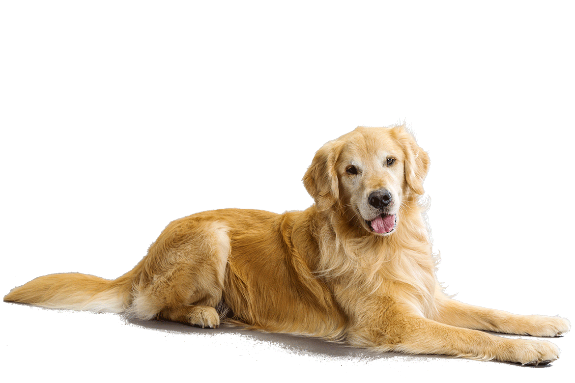 Dog Pets Image PNG