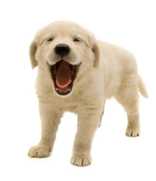 Dog Pets Image PNG