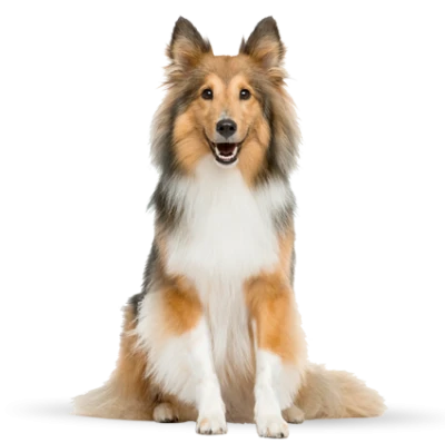 Dog Pets Image PNG