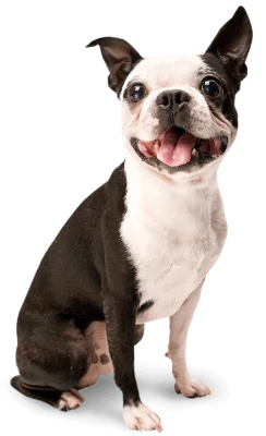 Dog Pets Image PNG