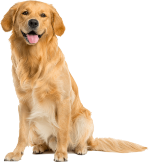 Dog Pets Image PNG