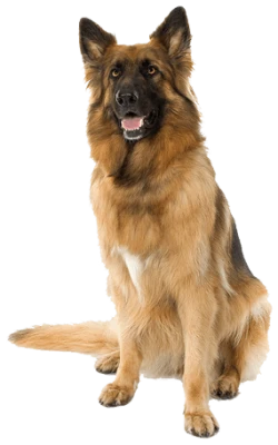 Dog Pets Image PNG
