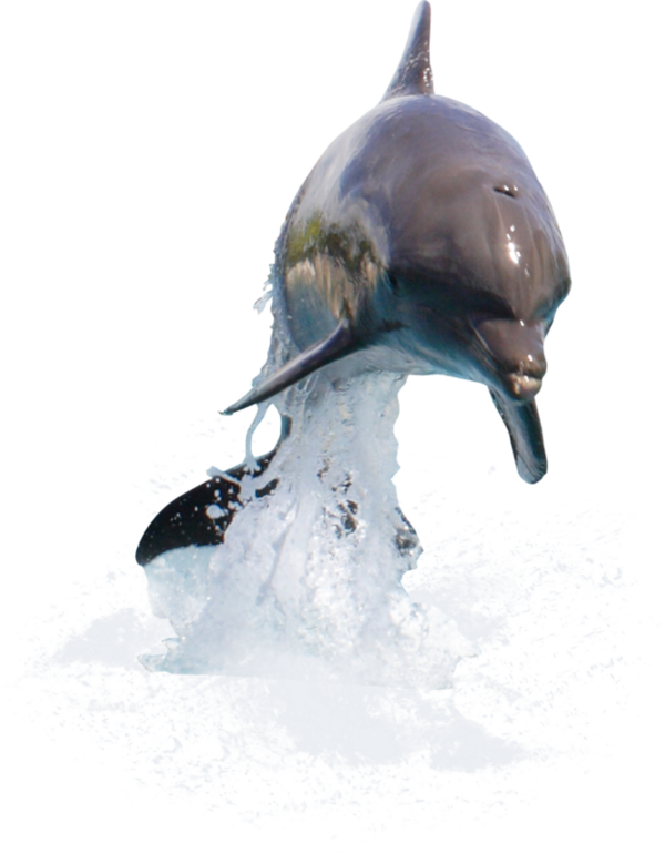 Dolphin Transparent PNG