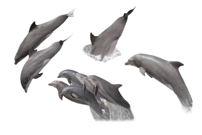 Dolphin Transparent PNG