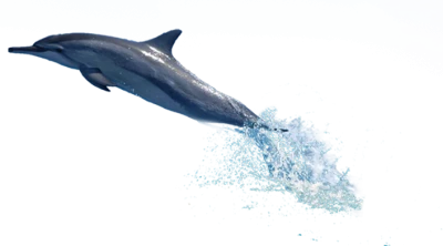 Dolphin Transparent PNG