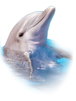 Dolphin Transparent PNG