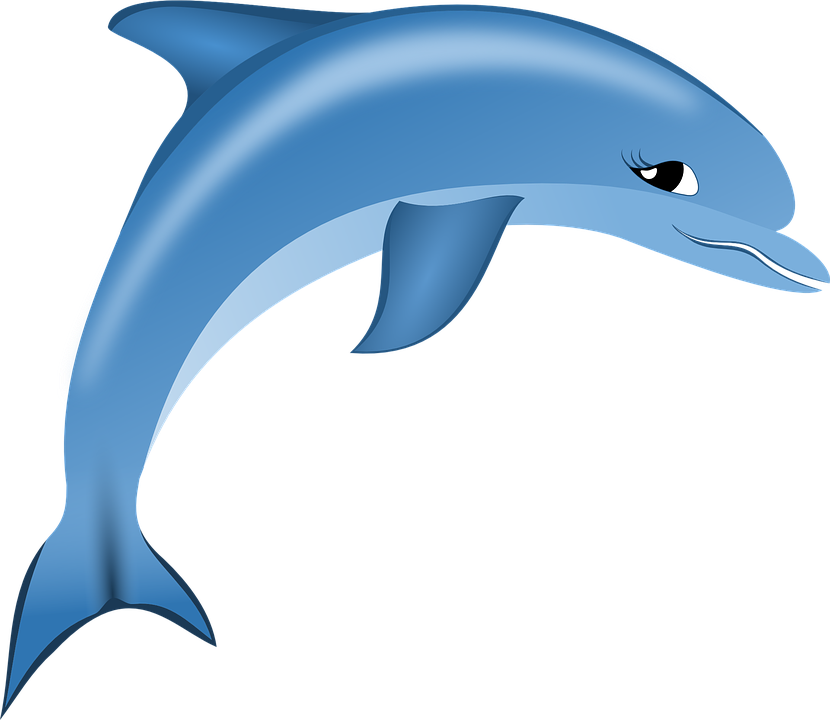 Dolphin Transparent PNG