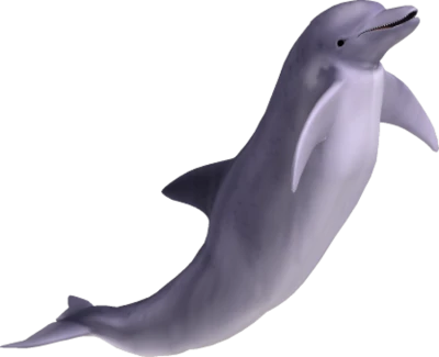 Dolphin Transparent PNG