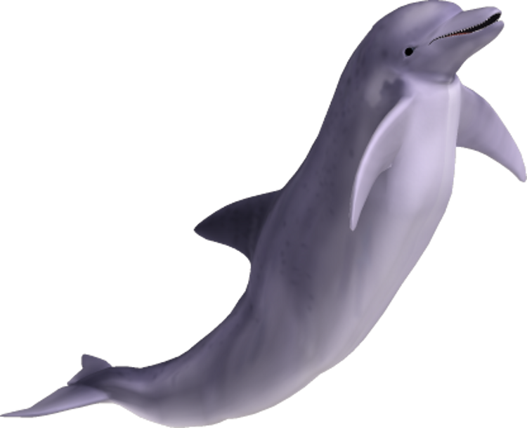 Dolphin Transparent PNG