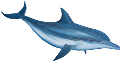 Dolphin Transparent PNG