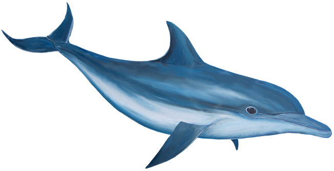 Dolphin Transparent PNG