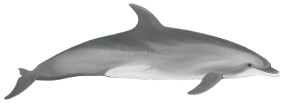Dolphin Transparent PNG