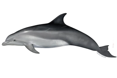 Dolphin Transparent PNG
