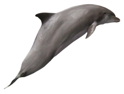 Dolphin Transparent PNG