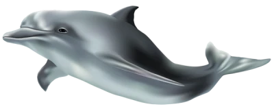 Dolphin Transparent PNG