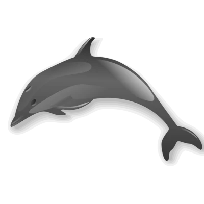 Dolphin Transparent PNG